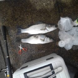 6/12夕方〜夜釣りの釣果