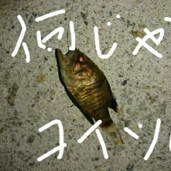 何じゃコイツは??怪魚?