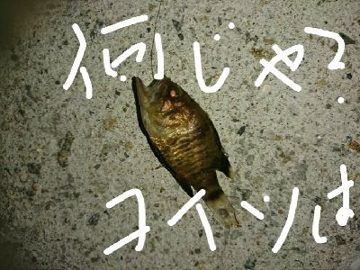 何じゃコイツは??怪魚?