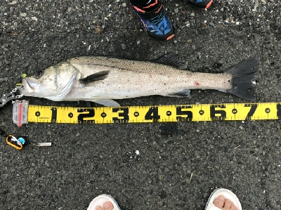 80センチ！！！あと5センチ！！！