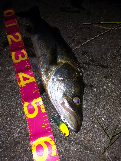 アングラー多すぎたおかげで