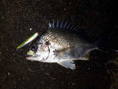 雨がやんだ隙に