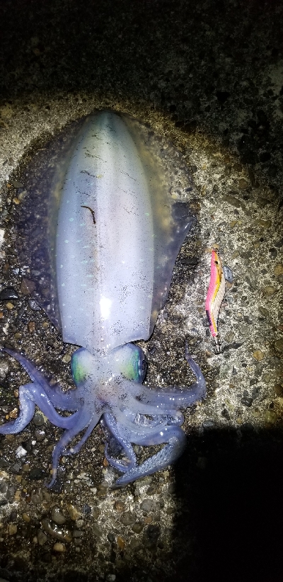 イカと鯛で満足