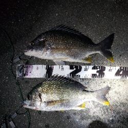 考えて出したシーバス✨ボイルを追ったキビレ