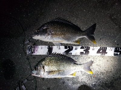 考えて出したシーバス✨ボイルを追ったキビレ