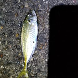 アジングからヤエン