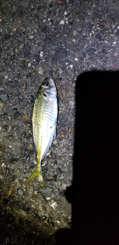 アジングからヤエン