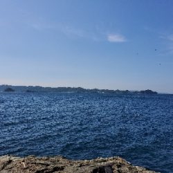 アオリイカ～！！