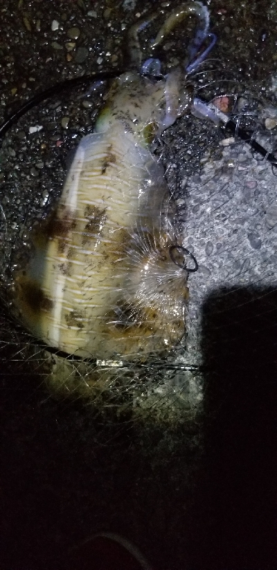 アオリイカ3㎏オーバー。