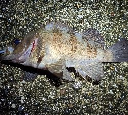 メバル、ネンブツダイ、ガシラ、サバ、アジ