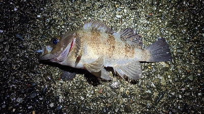 メバル、ネンブツダイ、ガシラ、サバ、アジ