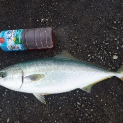 久しぶりの青物★