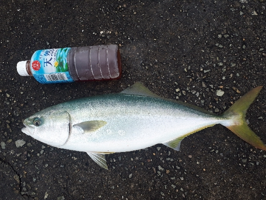 久しぶりの青物★