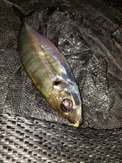 あれ？産卵アジ？