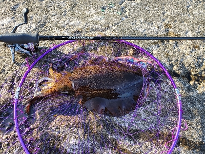 久しぶりのエギング