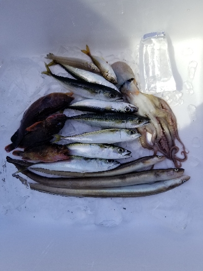 久しぶりに色々な釣り方しました！