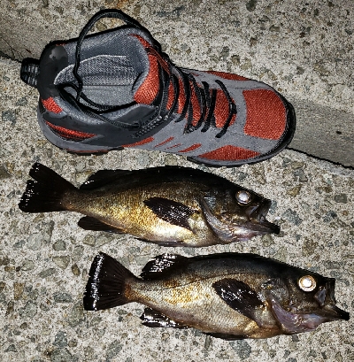 底物から上物へ‼️