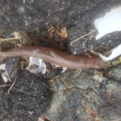 今日もダメでした