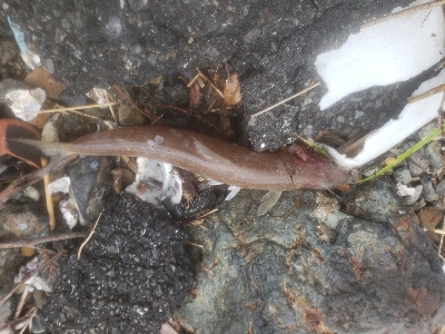 今日もダメでした