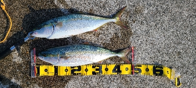 久振りの青物❗