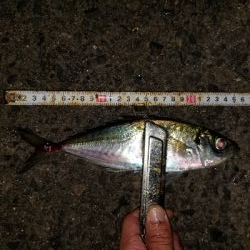 最近見ないサイズ。尺はなかったが