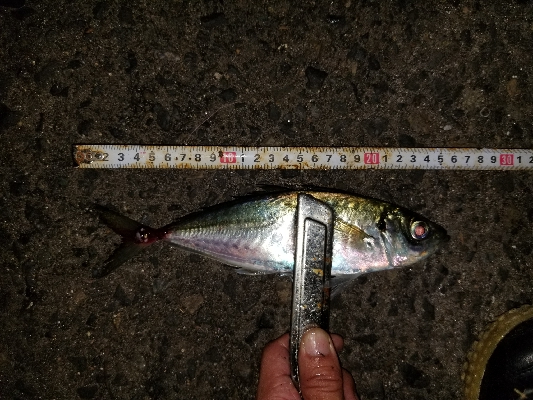 最近見ないサイズ。尺はなかったが