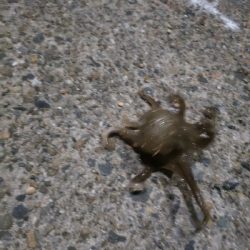 根掛かりのちタコ