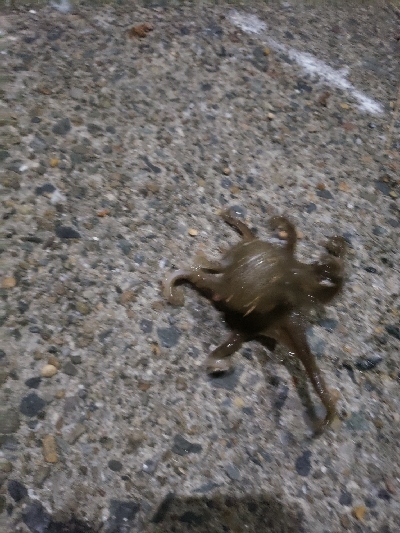 根掛かりのちタコ