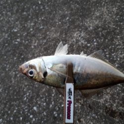 今日もアジング