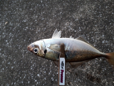 今日もアジング