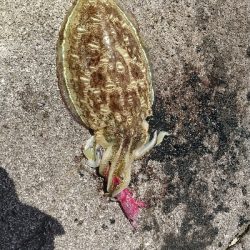 2020年6月2日釣行in深江漁港