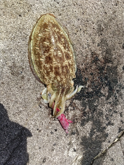 2020年6月2日釣行in深江漁港