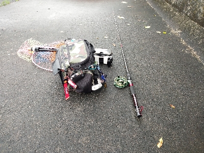 小雨の中でクロダイ2尾ゲット