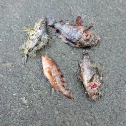 久しぶりのライト