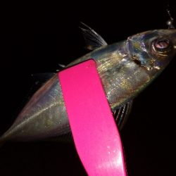 緊急事態明け初アジング