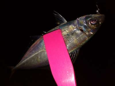 緊急事態明け初アジング