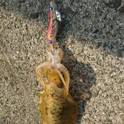 エギングでの初アオリイカゲット