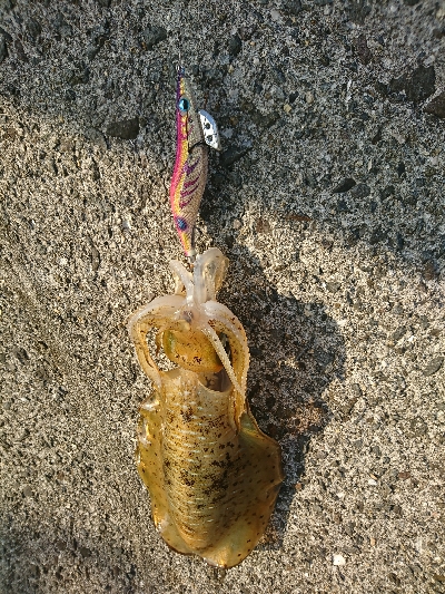 エギングでの初アオリイカゲット