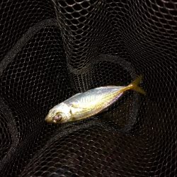 翻弄されアジング