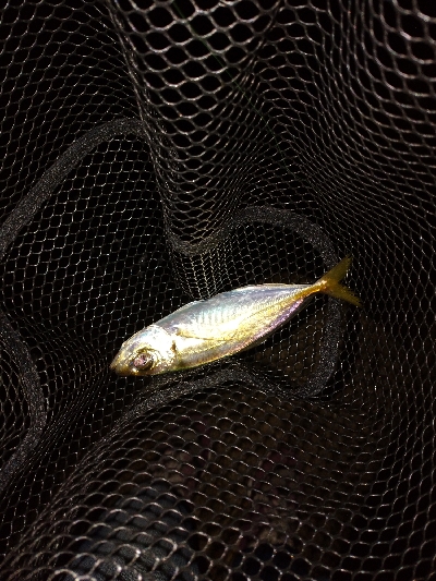 翻弄されアジング