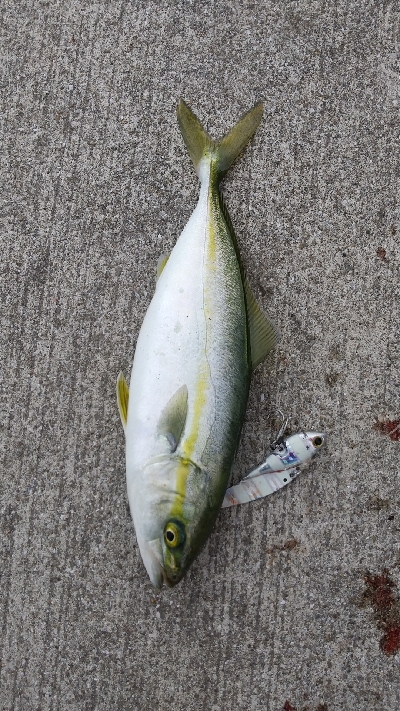 バイブレーションで三匹