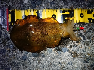 ケンサキイカ狙い