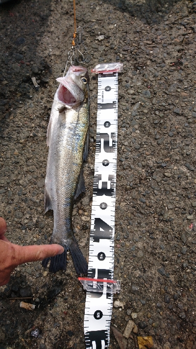 おだやかな海かと思えば