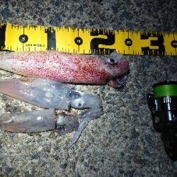 ケンサキエギング