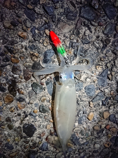 ケンサキイカ狙い