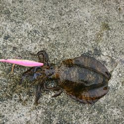 家族サービスを切り上げてサクっとアオリイカ