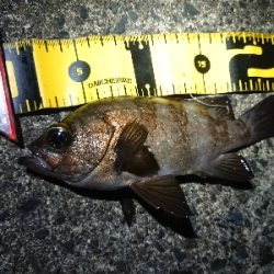 久しぶりのメバリング