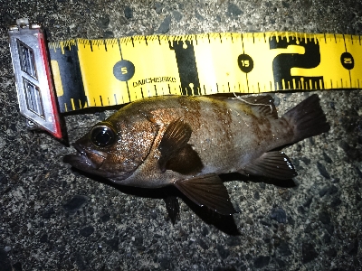 久しぶりのメバリング