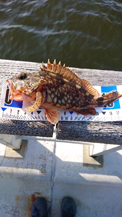 サバ探し南港編