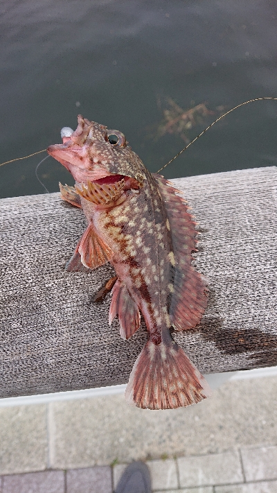 ガシラ以外釣りたい…